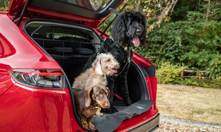 Honda Dog Accessory Pack